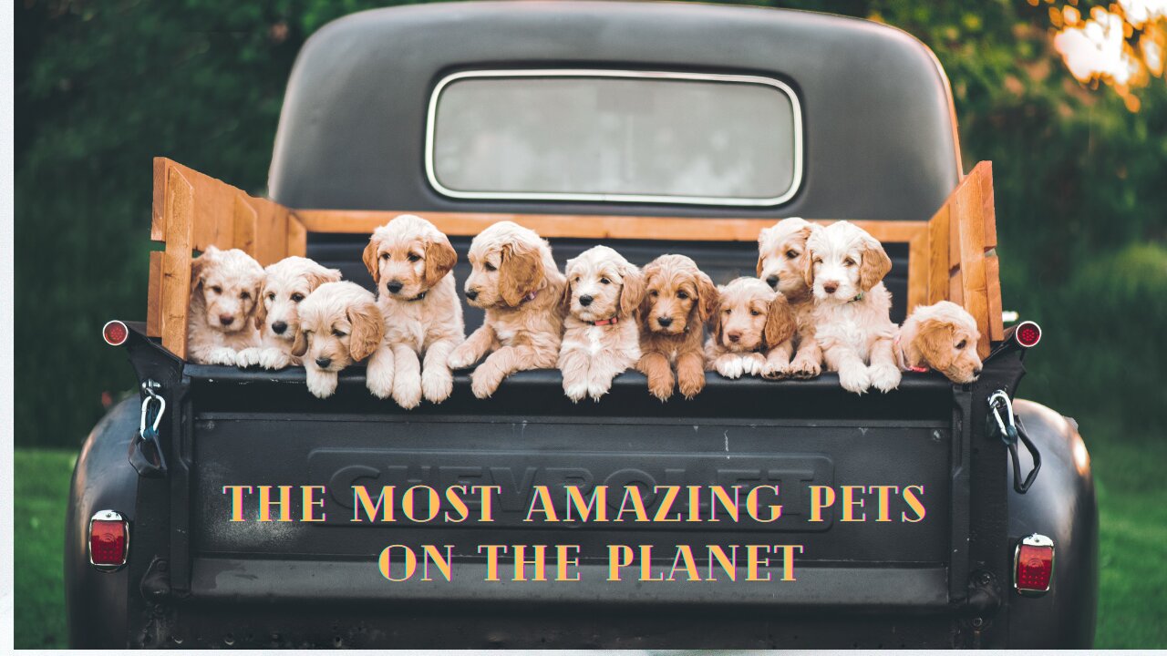 The most amazing pets on the planet