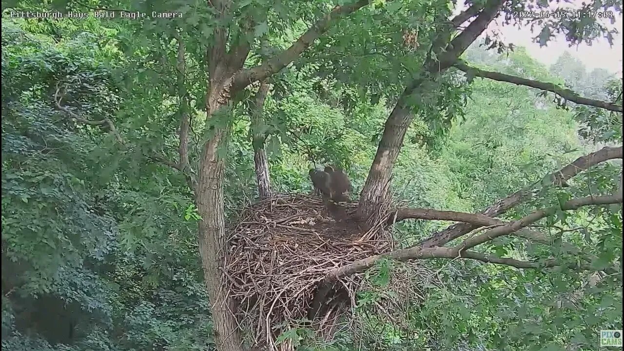 Hays Bald Eagles H18 Fledges! 2022 06 15 11 17