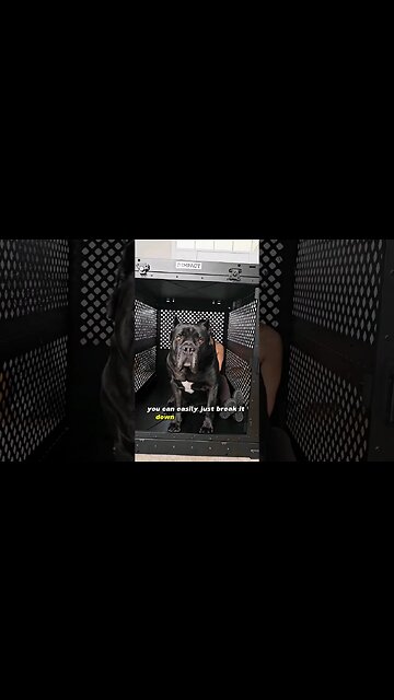 World's BEST Dog Crate #shorts #canecorso #dog #italianmastiff
