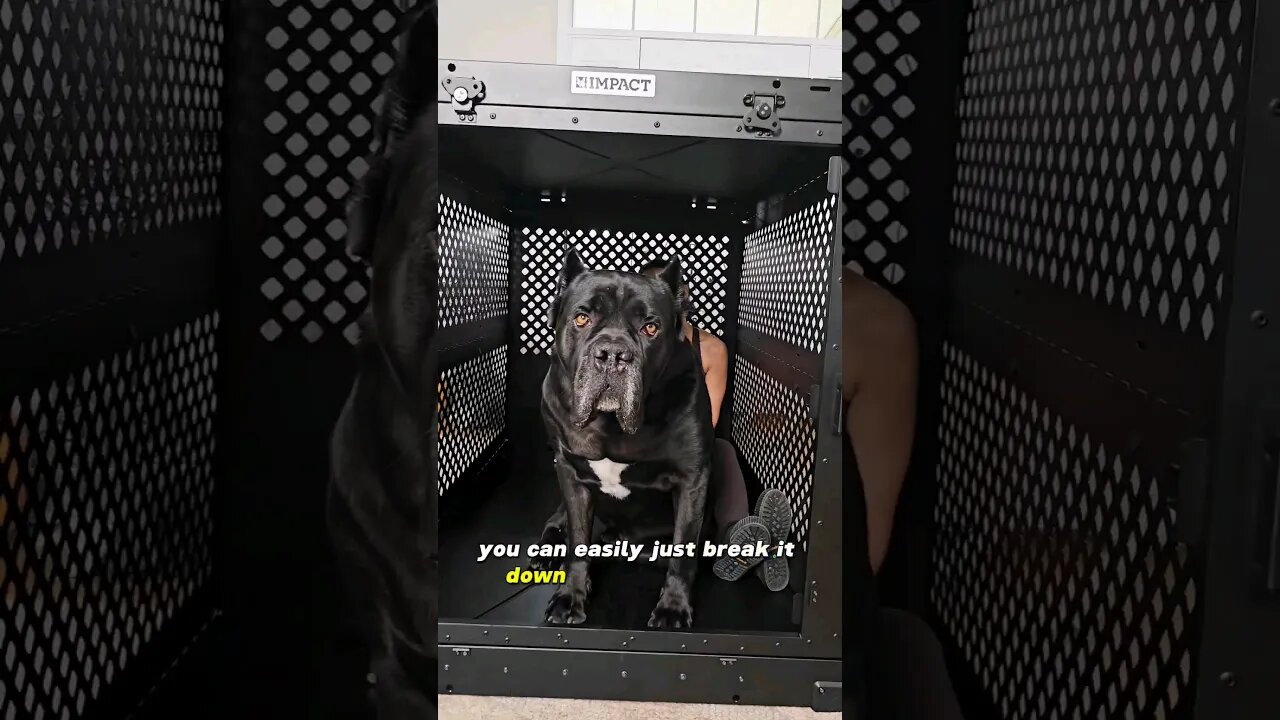 World's BEST Dog Crate #shorts #canecorso #dog #italianmastiff