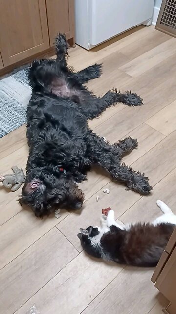 Cat and dog bite each others faces while they play