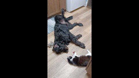 Cat and dog bite each others faces while they play