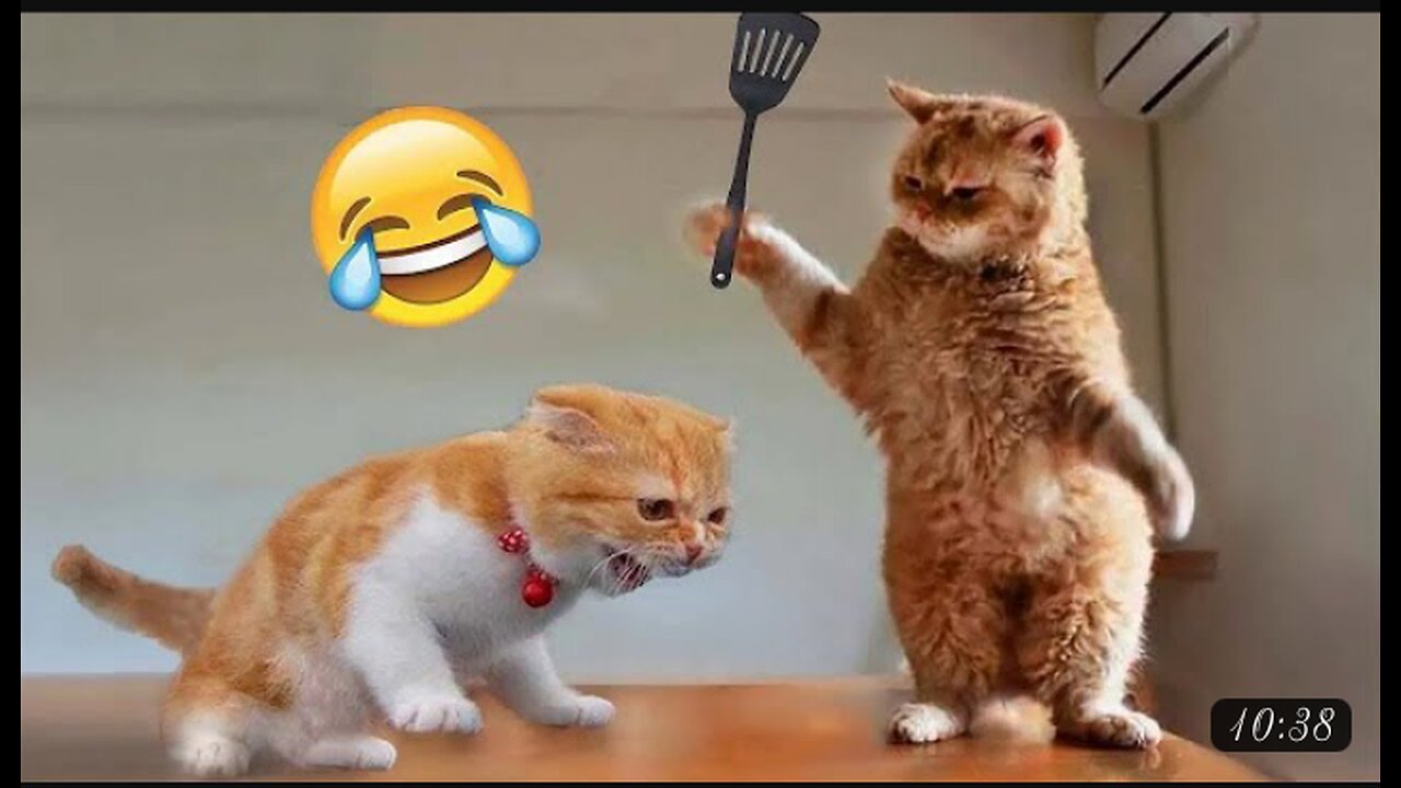 Funny Animal Videos 2023 Cats And Dogs Video - Funniest