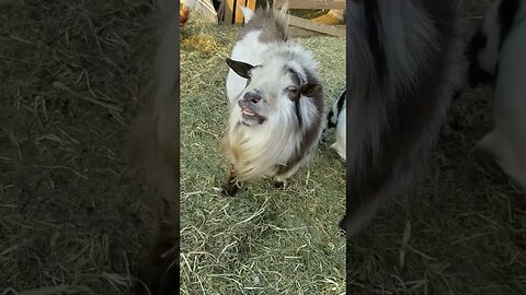 #goats #buck #smile #farmanimals #farmlife #homesteadlife #homesteading #cuteanimals