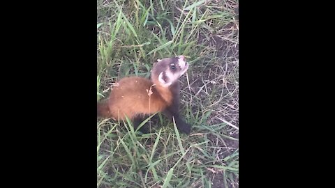 A ferret attacks a person