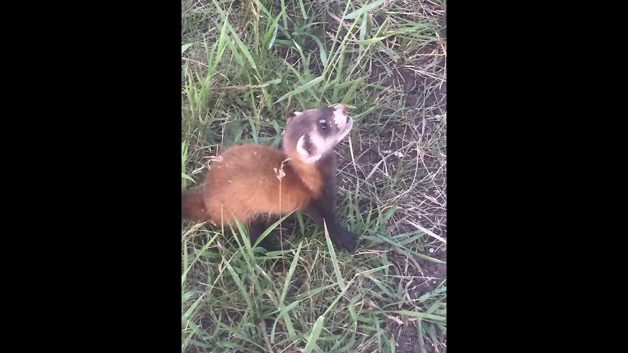 A ferret attacks a person