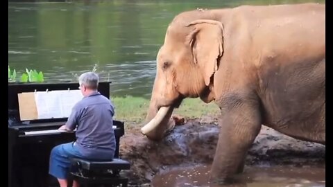 Have You Ever Seen A Person Play Piano For An Elephant? - HaloRock