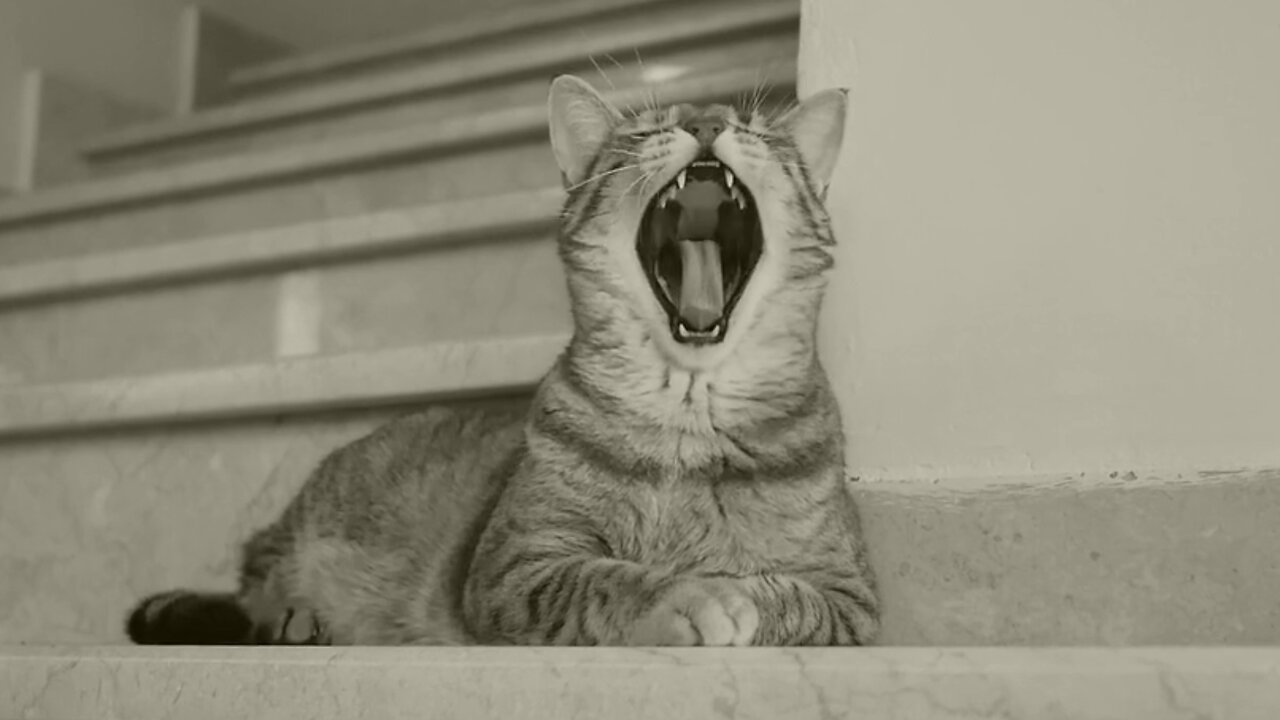 cat yawning