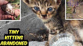 Tiny kittens abandoned - 1 month babies AND a mother cat and 2 #kittens rescued. #irish