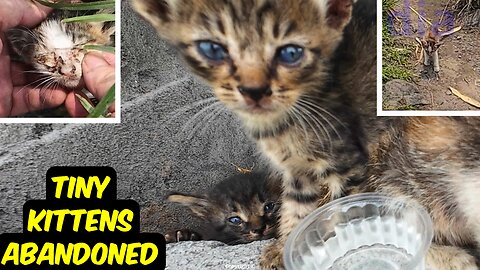 Tiny kittens abandoned - 1 month babies AND a mother cat and 2 #kittens rescued. #irish