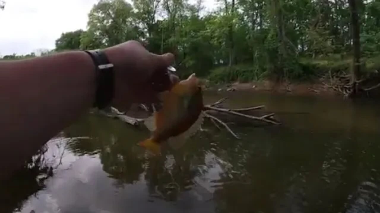 Snake Head hunting turns in micro fishing #microfishing #laurelfishing #marylandfishing