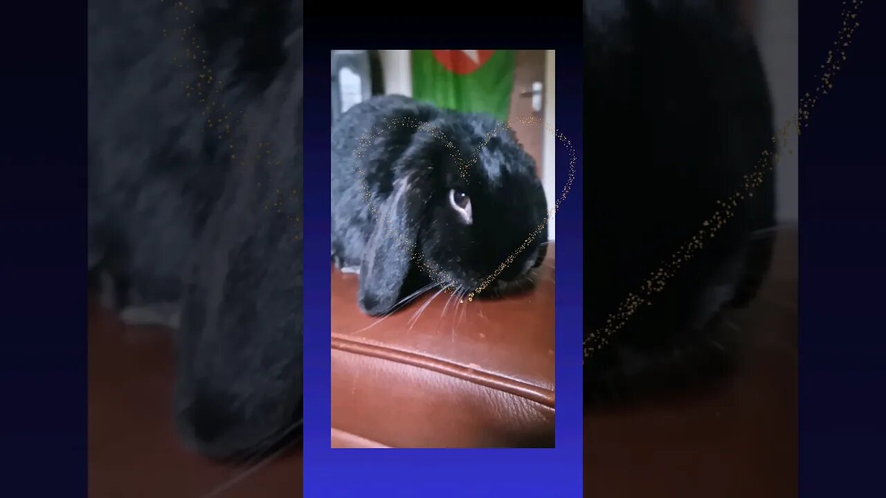 Bunny Love. #lopear #rabbit #cutebunny #bunny #black #rabbits #babyrabbit #beautiful #shorts #cute