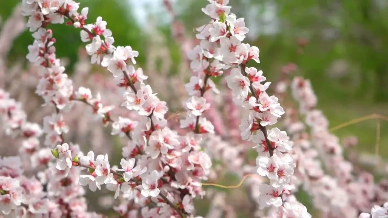 Most Beautiful Cherry Blossom in the World Free Stock Footage