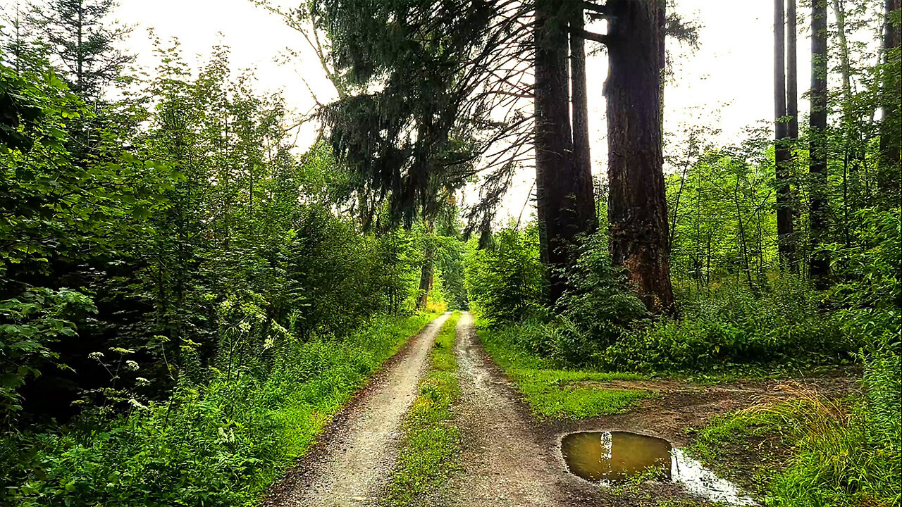 Come On Rain - Walking After The Storm ASMR No Talking