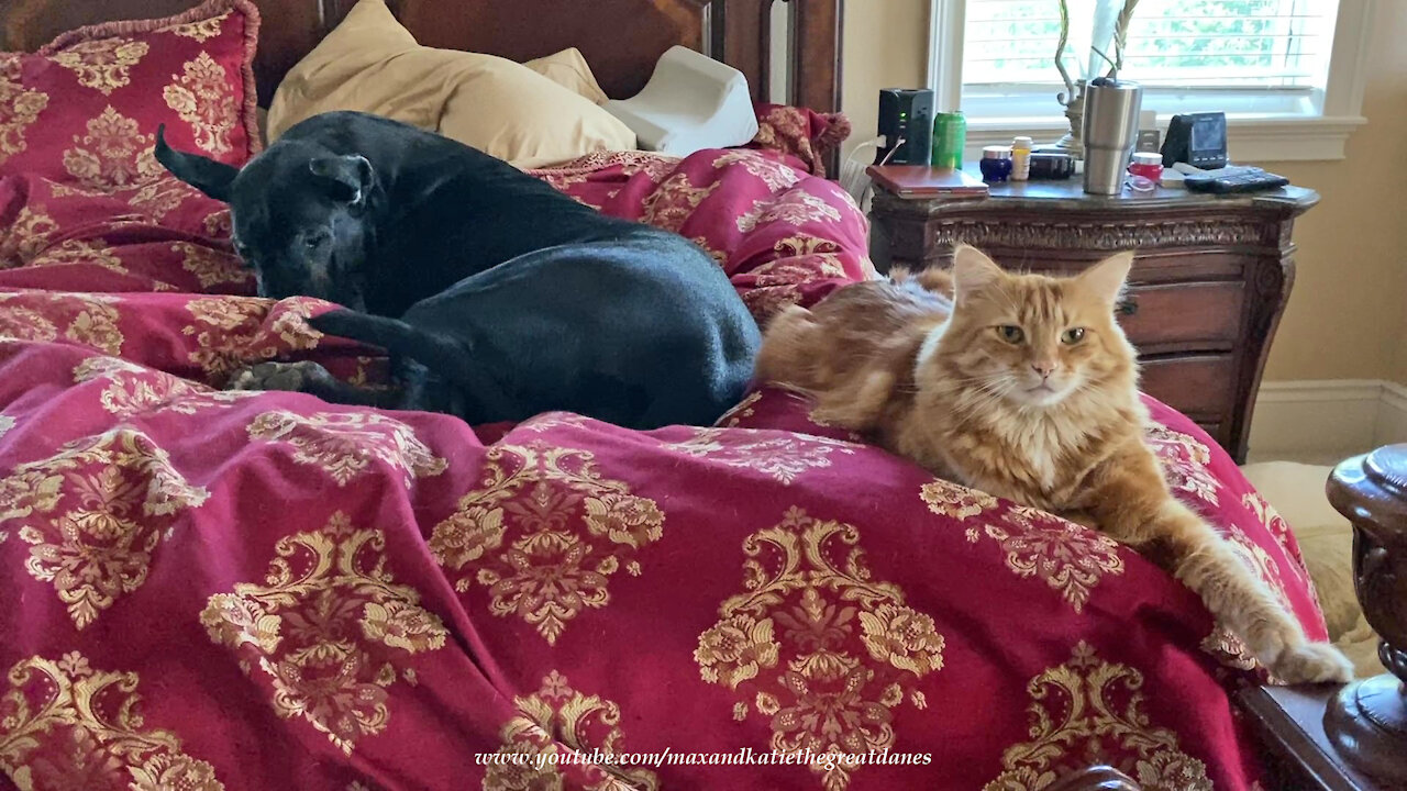 Comfy Cat And Great Dane Love To Cuddle Up In Bed Together