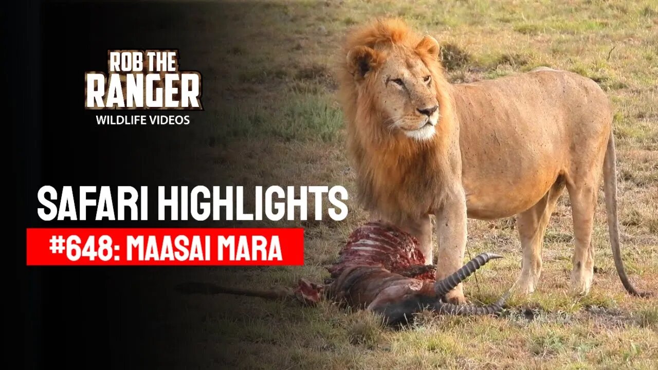 Safari Highlights #648: 10 & 11 January 2022 | Maasai Mara/Zebra Plains | Latest Wildlife Sightings