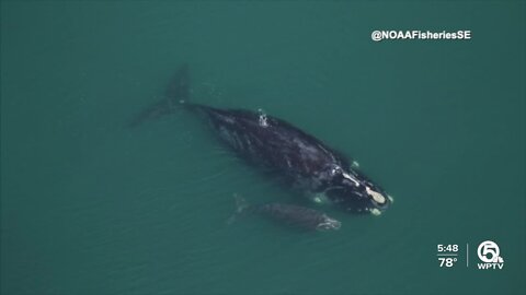 Right whale spotted near Sebastian inlet