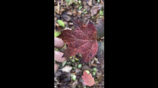 Oak leaf Hydrangea Leaves in Winter