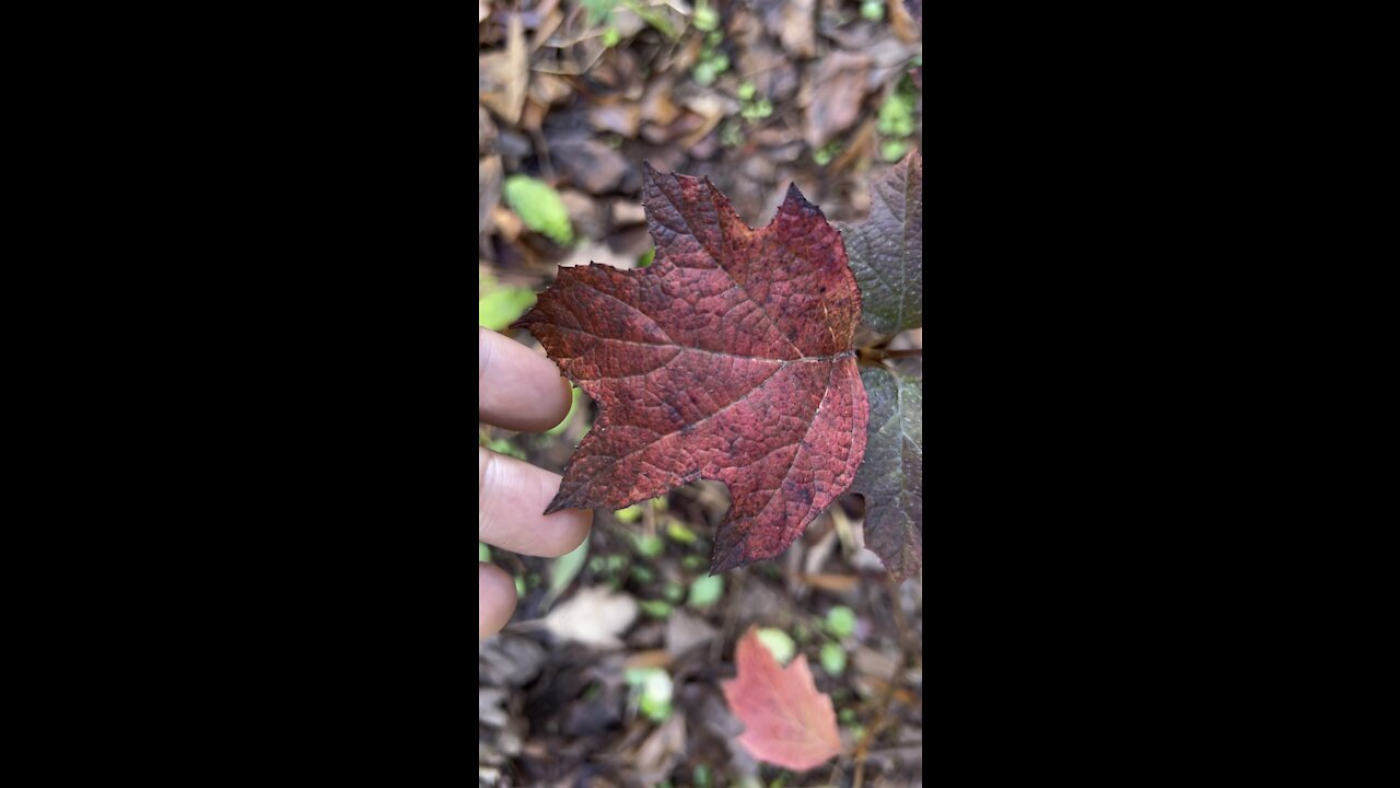 Oak leaf Hydrangea Leaves in Winter