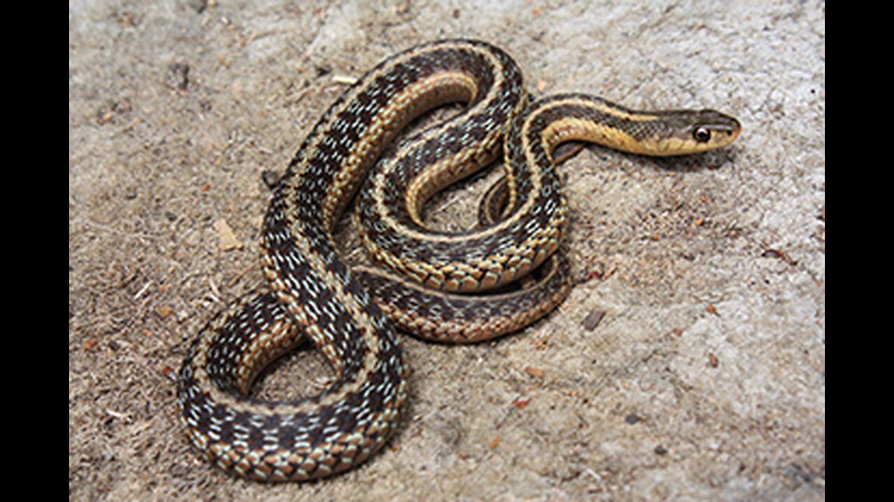 Maine Snake 🐍 Is It Poisonous? ☠️ No It’s Not #snake #wildlife #maine #poisonous #harmless