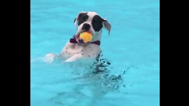 Dog hangs out in the pool just like a human