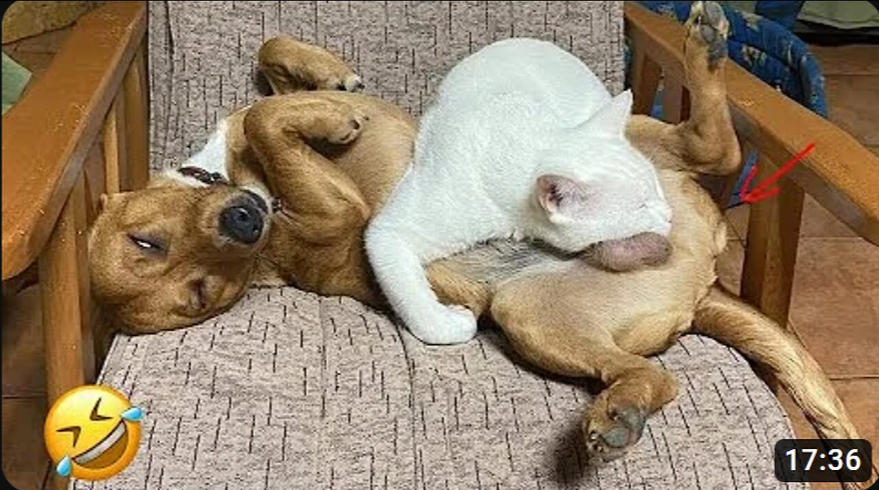 Best Funniest Animals Videos 😅 - Funny Dogs And Cats Videos 2023😇