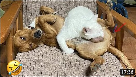 Best Funniest Animals Videos 😅 - Funny Dogs And Cats Videos 2023😇
