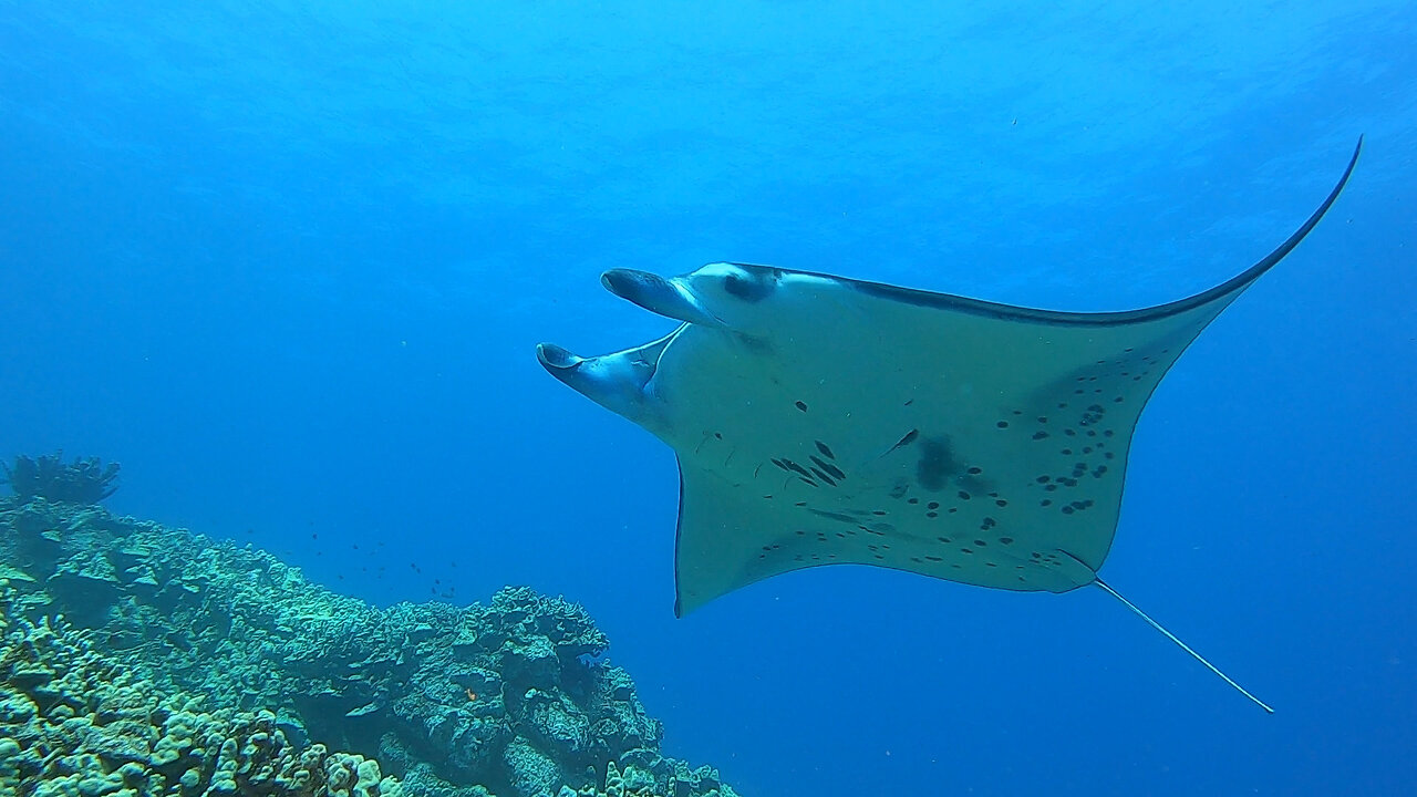 Exploring The Beautiful Hawaii Reefs! Scuba Diving Kona Hawaii!