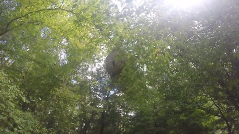 Biggest beehive up in the tree!