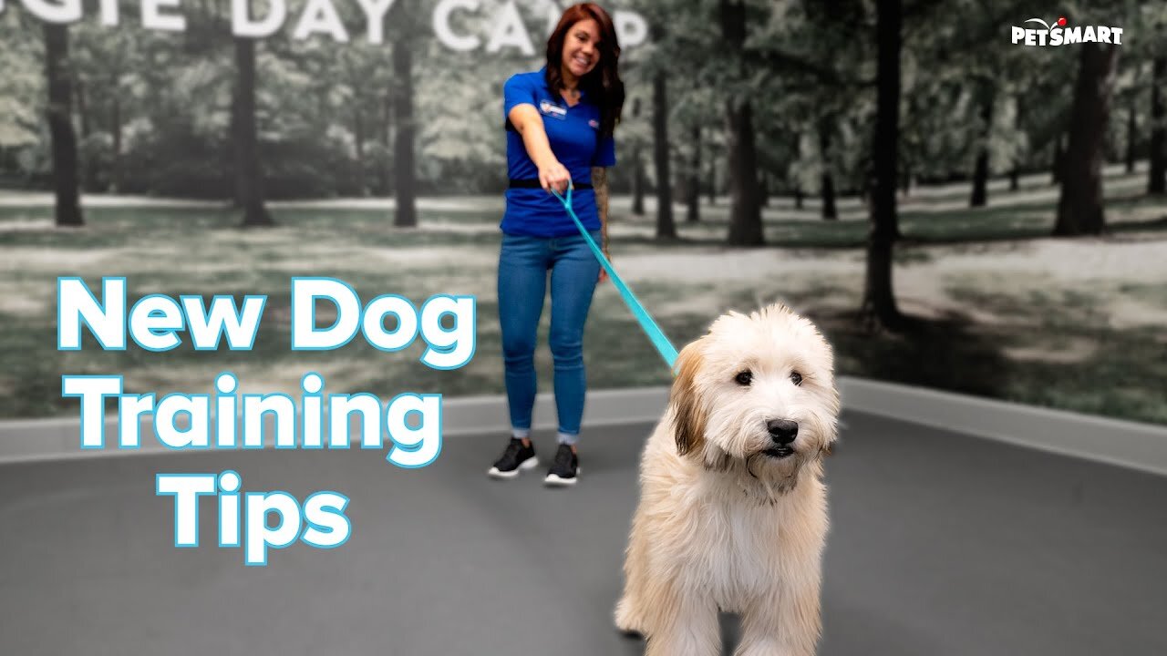 How to Train a New Puppy or Adult Dog: Tips & Tricks | PetSmart