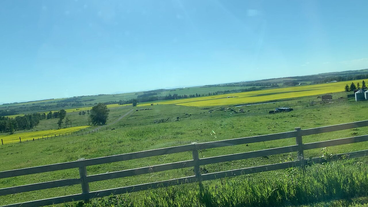 Canola oil farm in Alberta