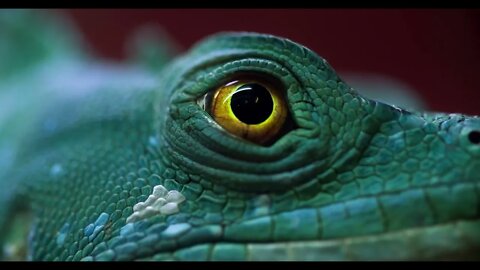 Eye of gecko close up beautiful color combination