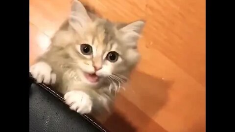 Someo ne pet that little kitty! #shorts #shortsfeed #clips #shortvideo