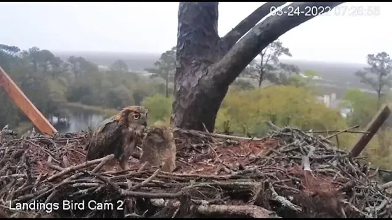 Mom and Her Owlet Share Breakfast 🦉 3/24/22 07:26