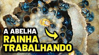 A abelha rainha Mandaçaia como você nunca viu