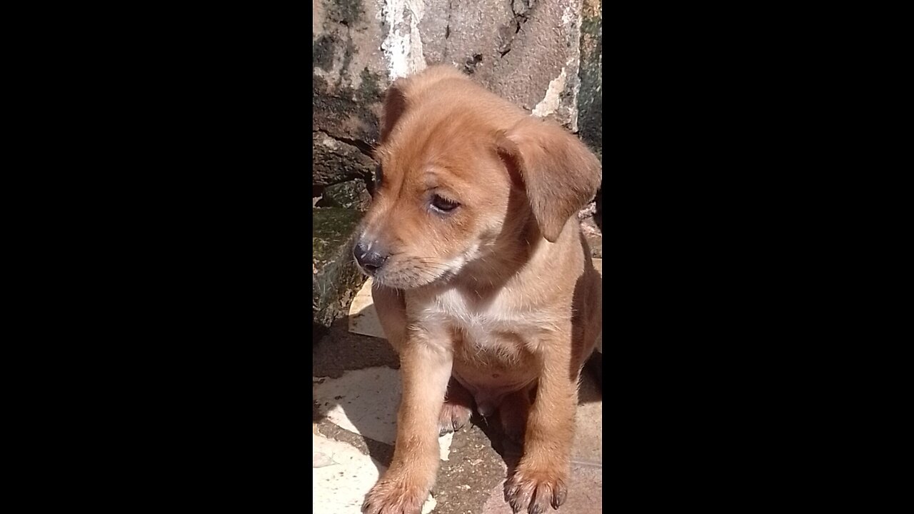 The best vídeo