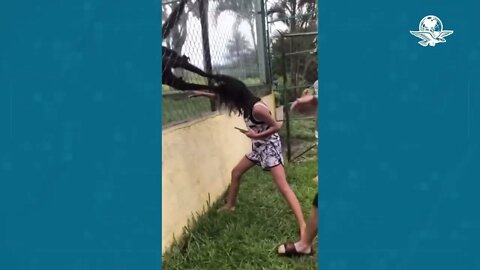 Watch the monkeys' violent reaction to the girl who tried to harass them