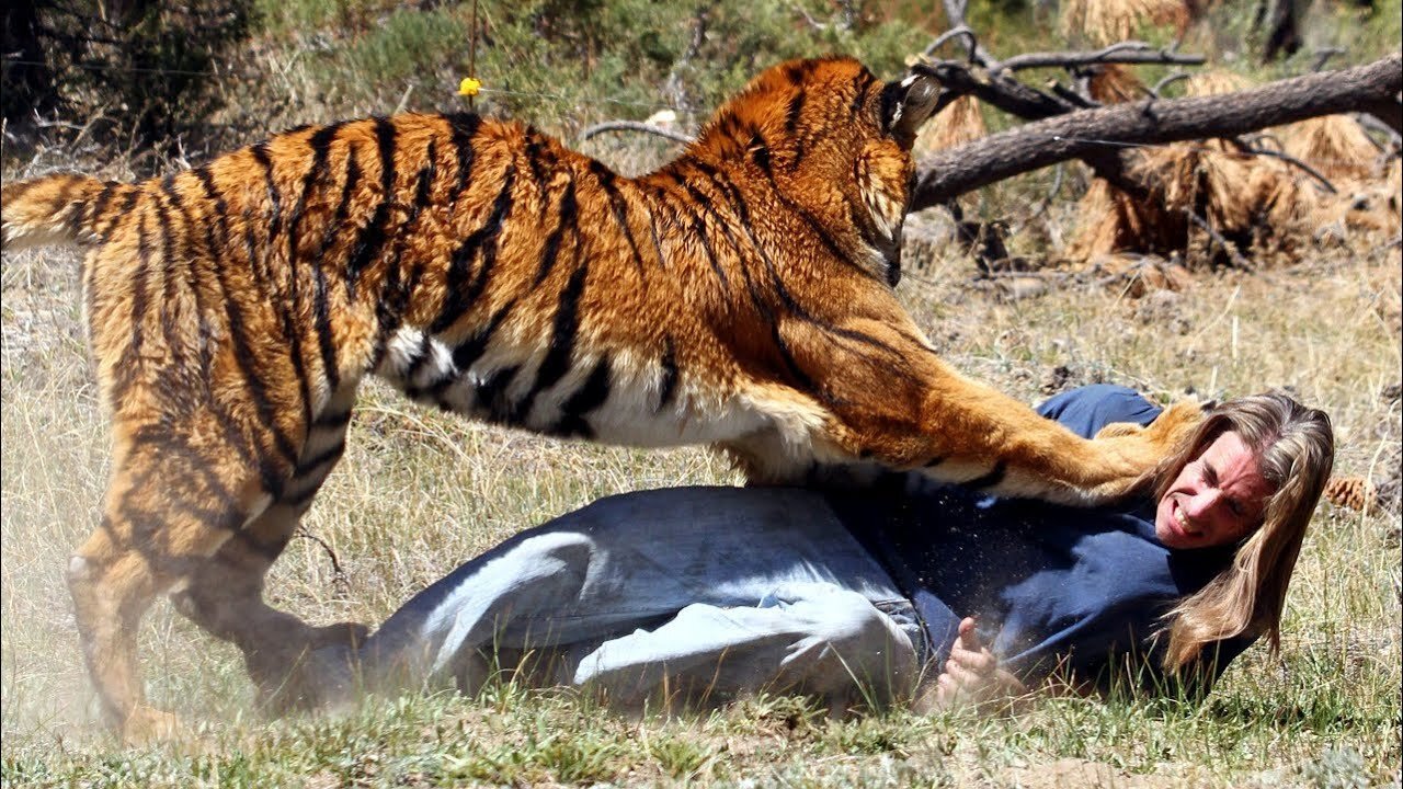 8 Times Wild Animals Surrounds Its Prey So It Can't Escape