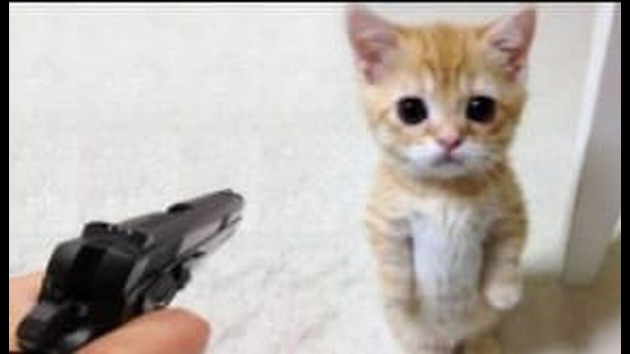 Funniest Animals 2023 π Funny Dogs and Cats Videos πΊπΆ