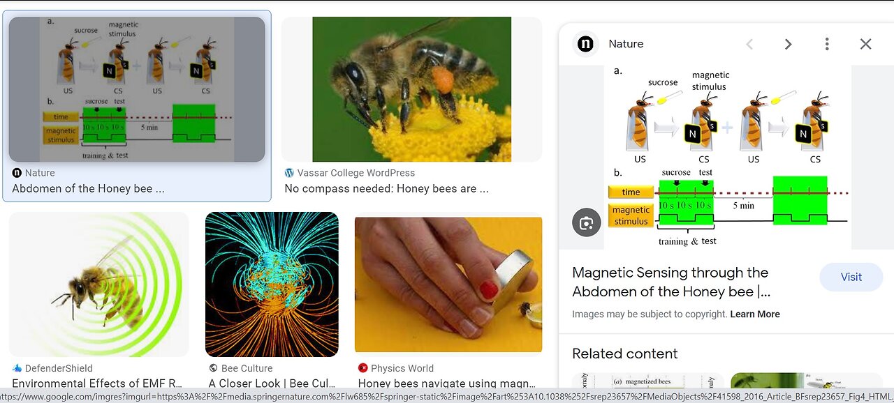 Live - Bees & Human Hiving/Adaptations - Frequency & Resonance as Life Energy Concepts