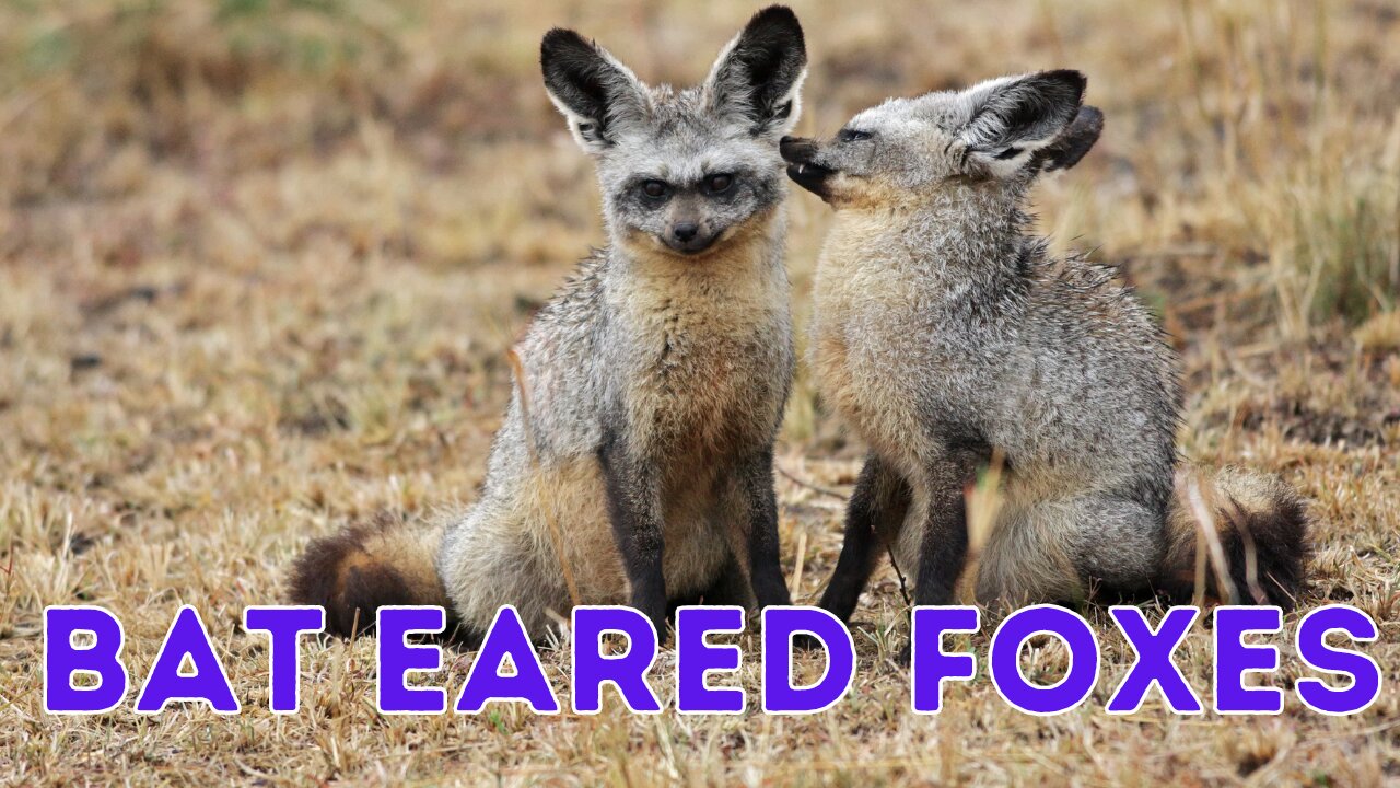 Enchanting World of Bat-Eared Foxes