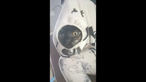 Kitten crawled into a sleeve