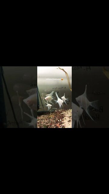Albino Dantum Angelfish #Angels #Dantum #aquamalik