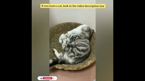 cute cat videos 😹 funny videos 😂58