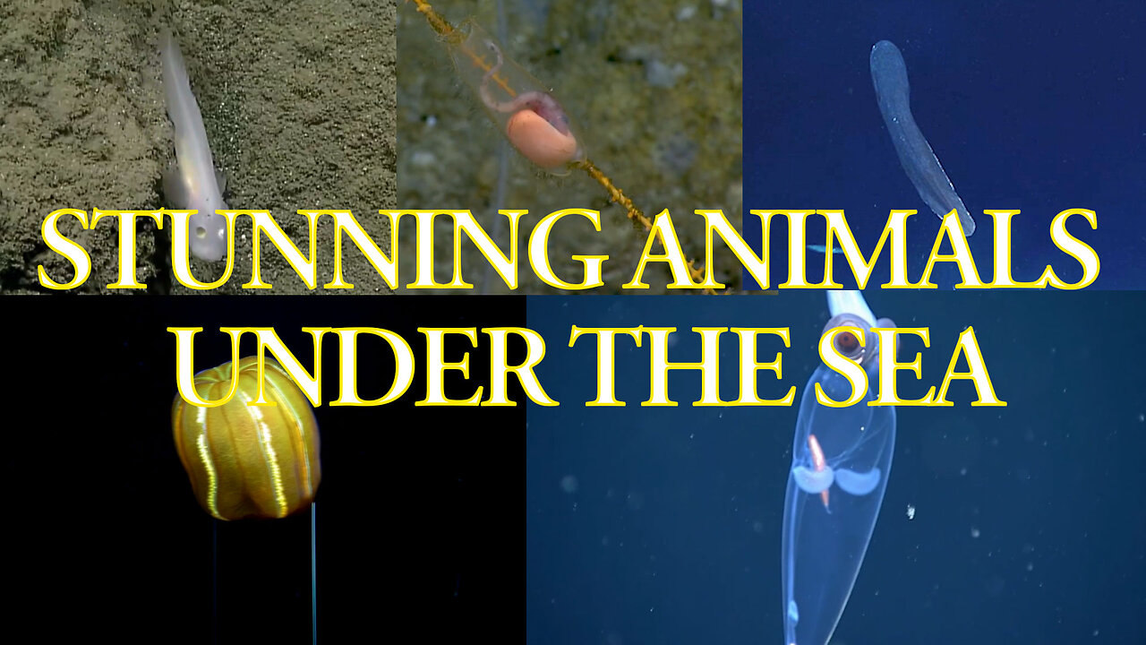 STUNNING ANIMALS UNDER THE SEA - PART 1