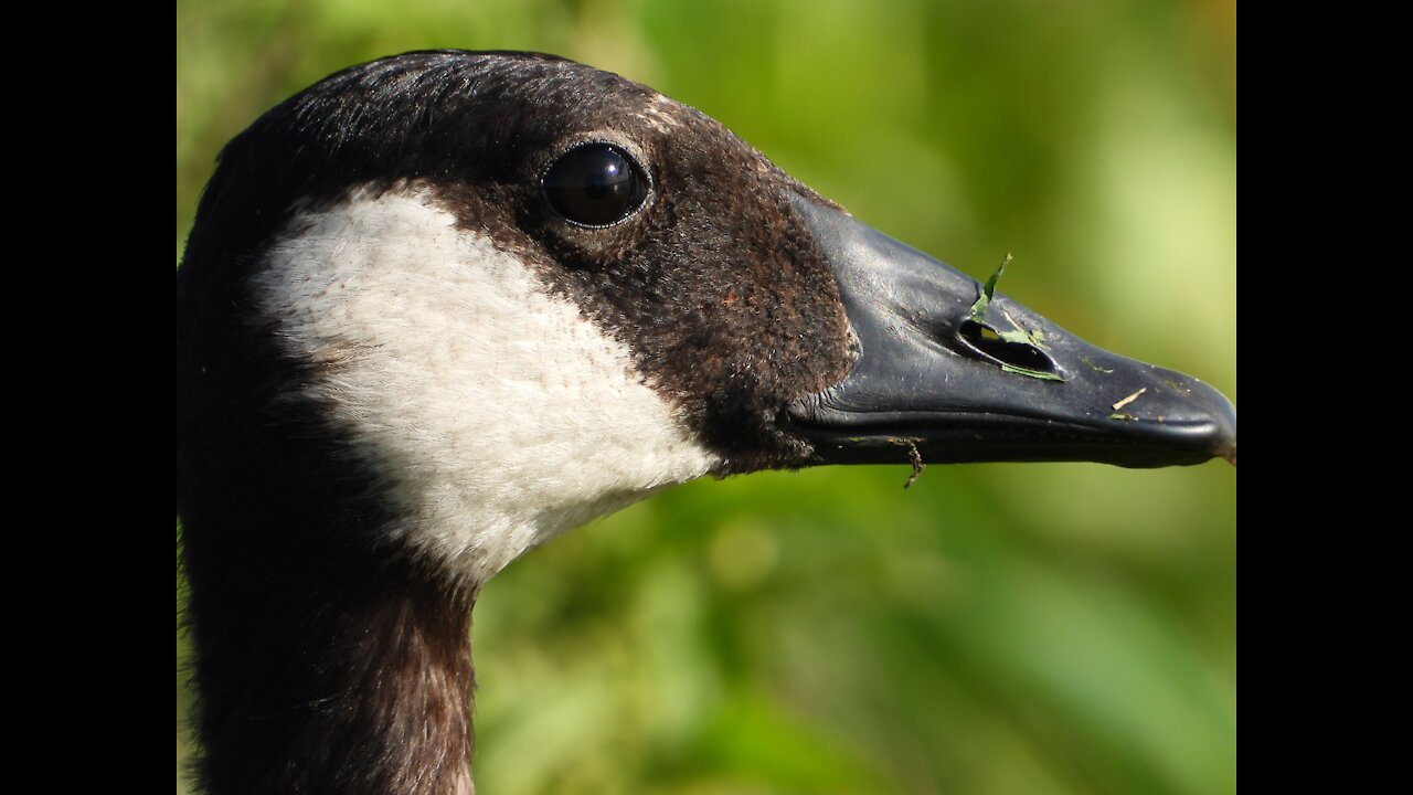 Birdsgooselike andBeautiful