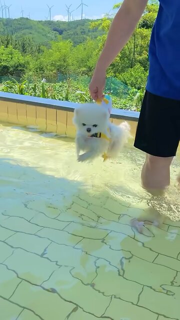 He’s A tiny lap dog &puppies