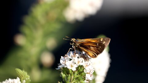 Skipper Butterflies on Gooseneck Flowers