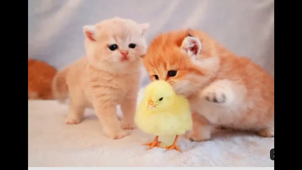 Kitten funny video