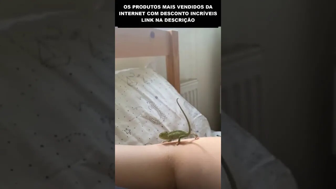 O BICHO MAIS INDECISO DO MUNDO